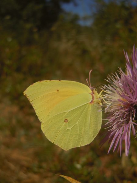 ...Gonepteryx cleopatra?